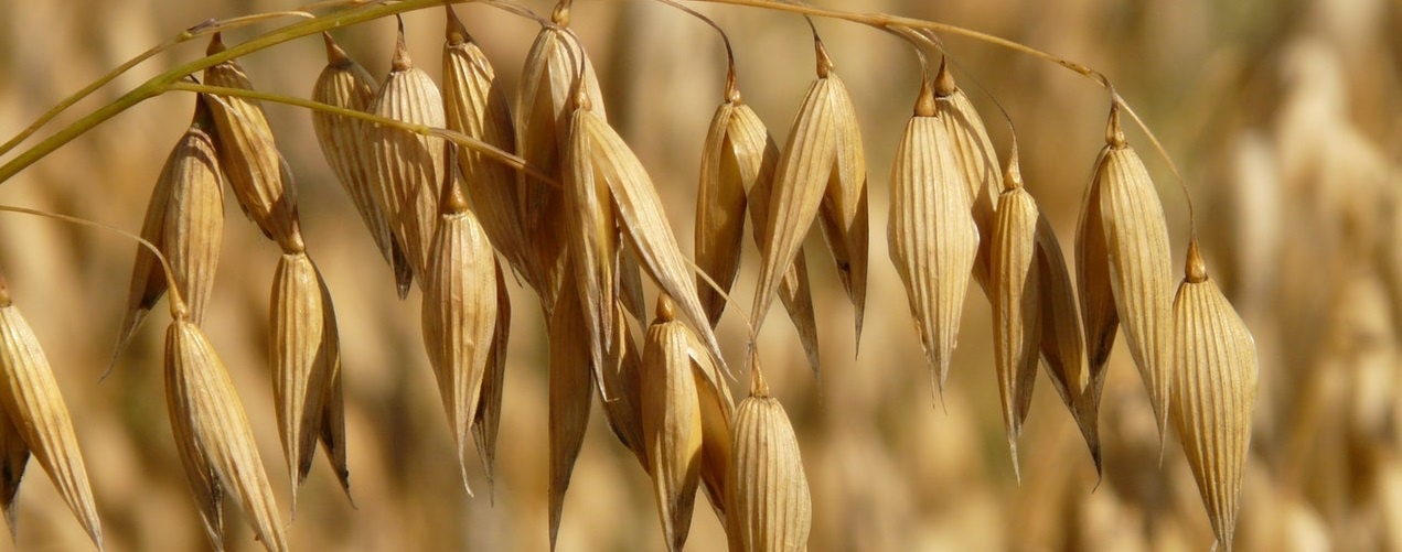 урожай овса