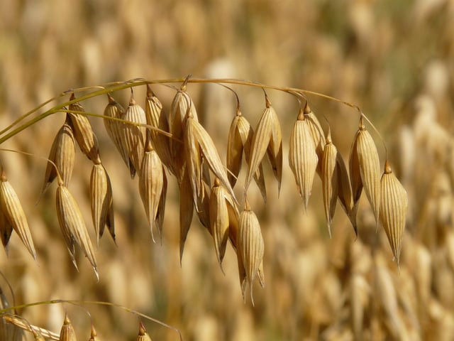 oats-овес.jpg